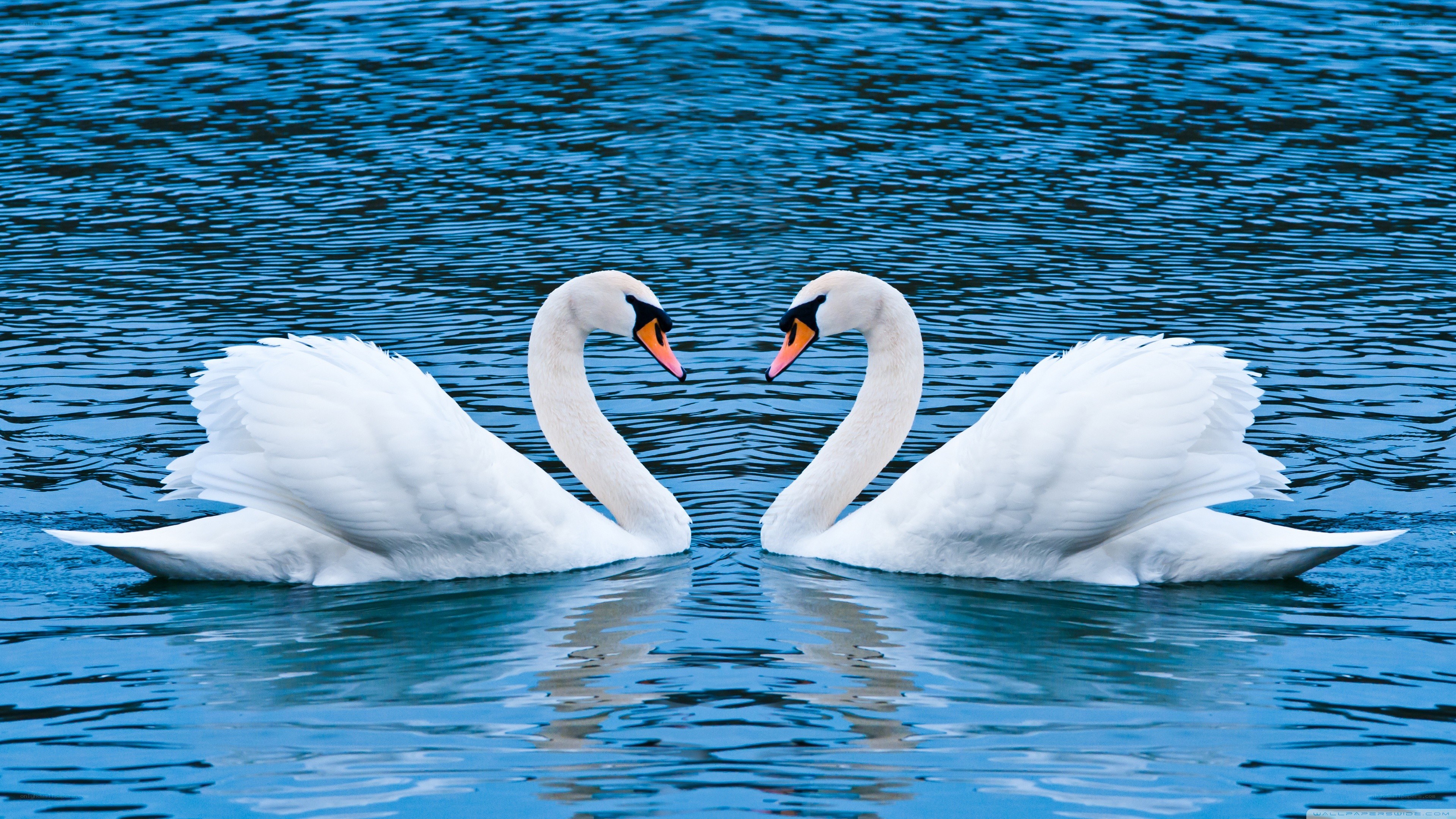 Two swans forming a heart shape