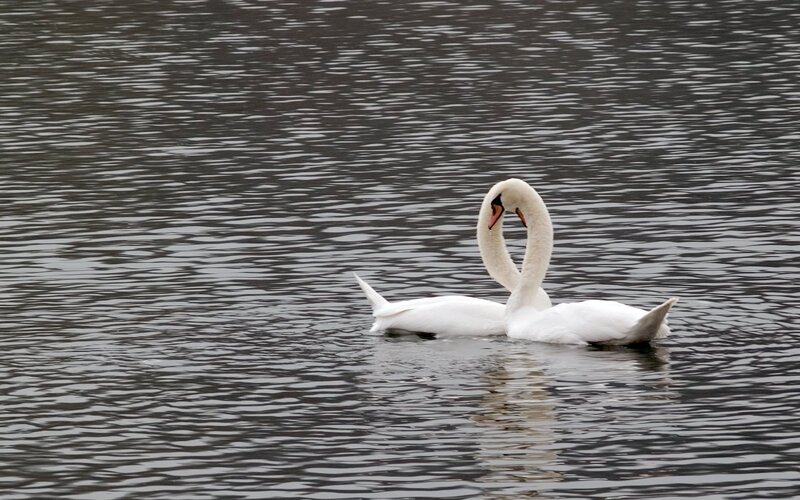 Two swans forming a heart shape