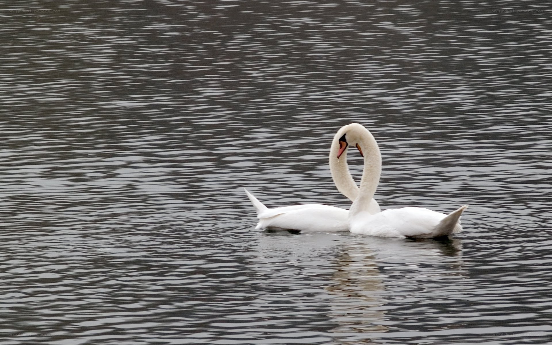 Two swans forming a heart shape
