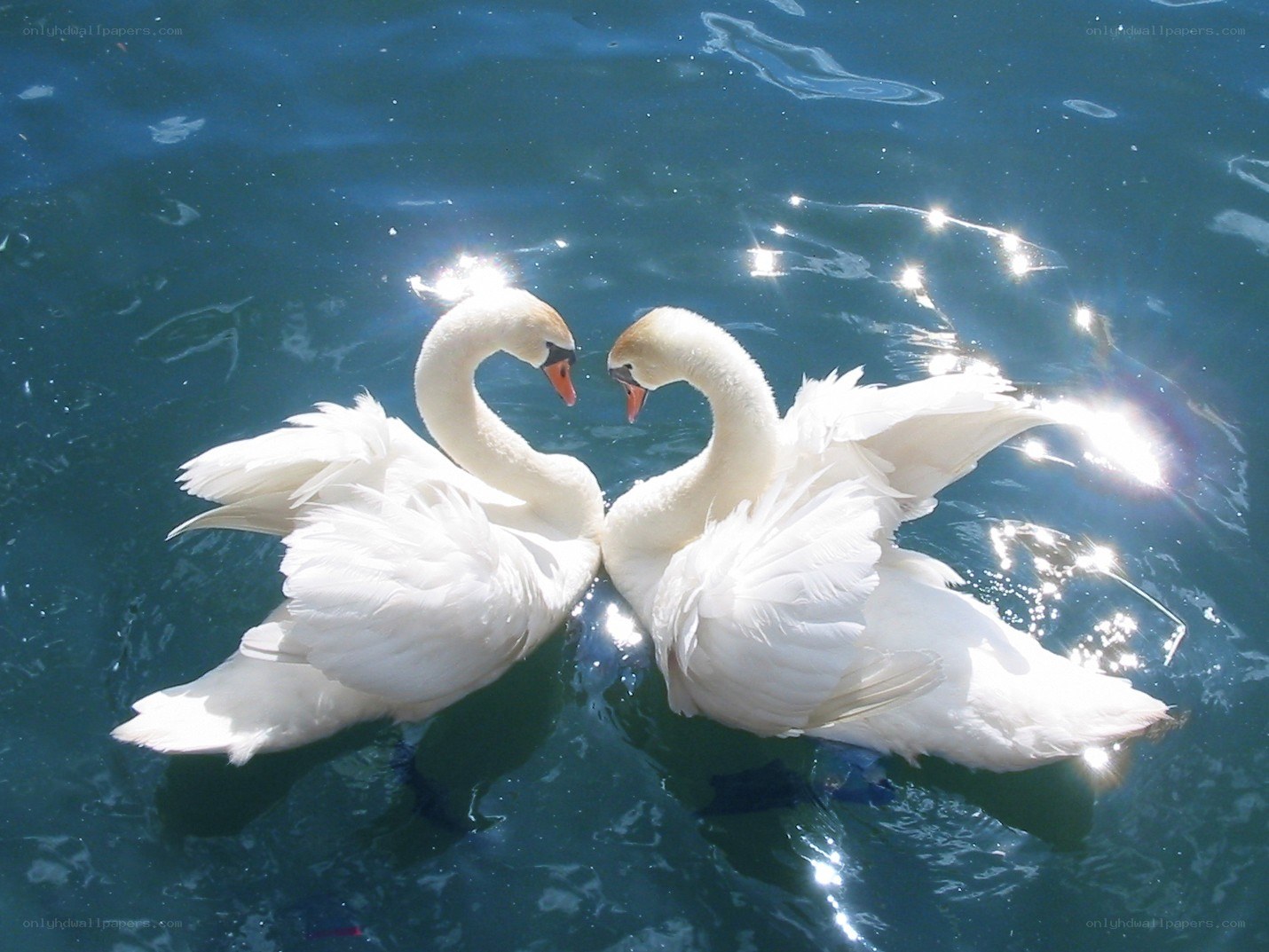 Two swans forming a heart shape