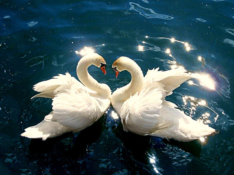 Two swans forming a heart shape