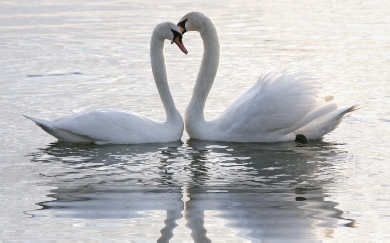 Two swans forming a heart shape