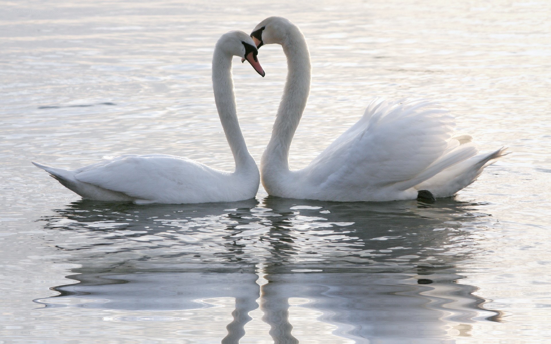 Two swans forming a heart shape