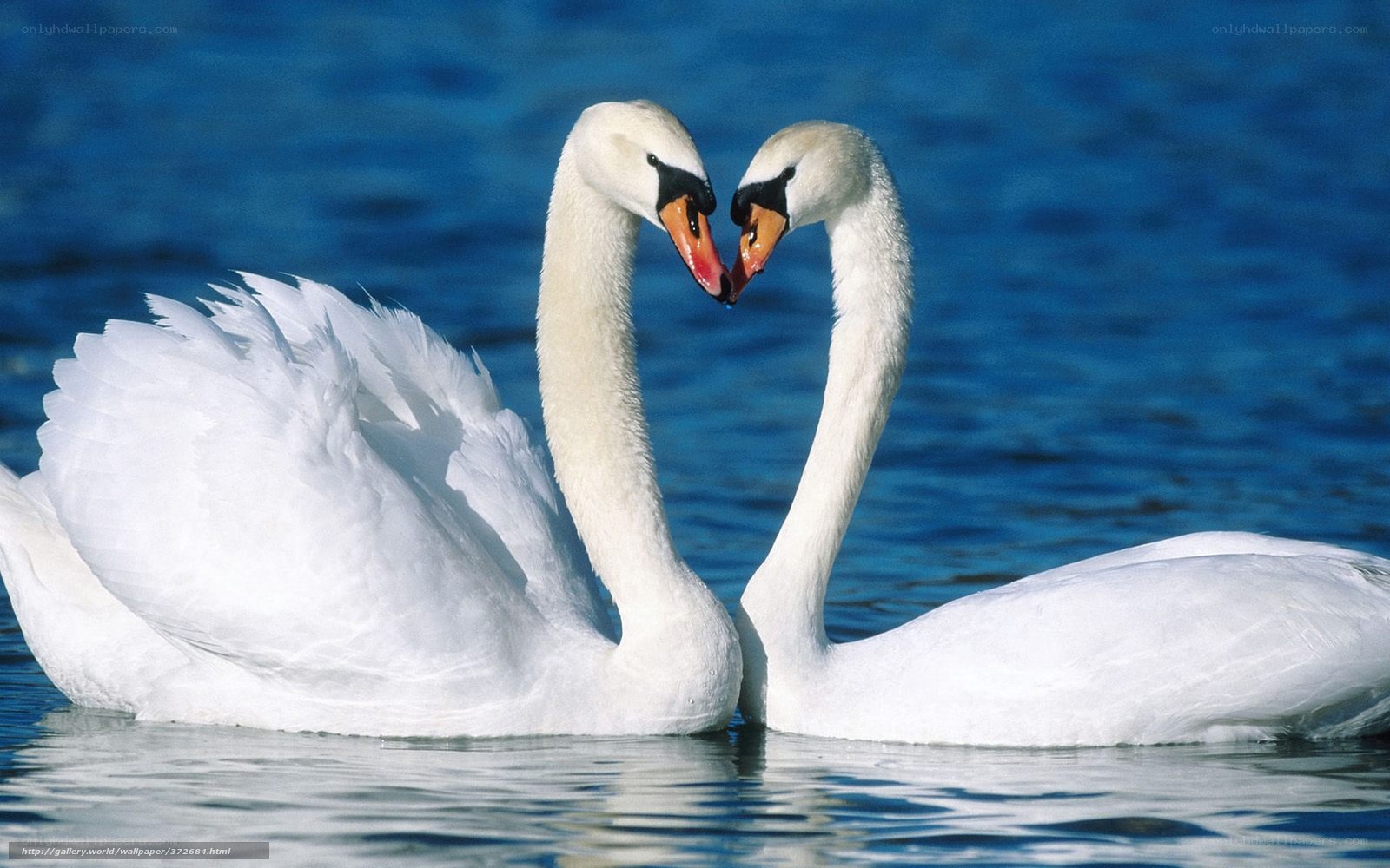 Two swans forming a heart