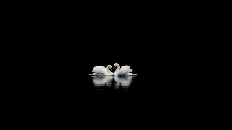 Two Swans Forming Heart — Black, Serene, Night