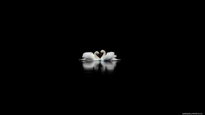 Two Swans Forming Heart — Black, Serene