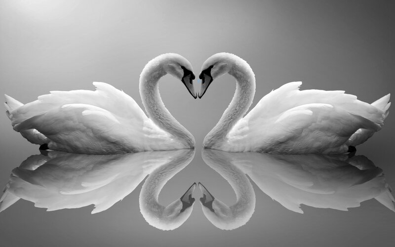 Two Swans Forming Heart — Black