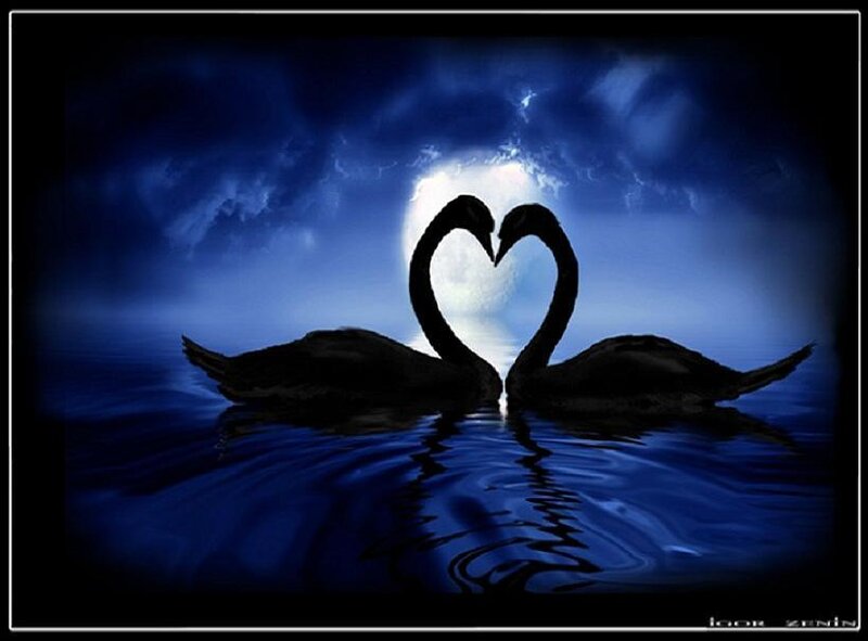 Two Swans Forming Heart — Blue, Romantic, Night
