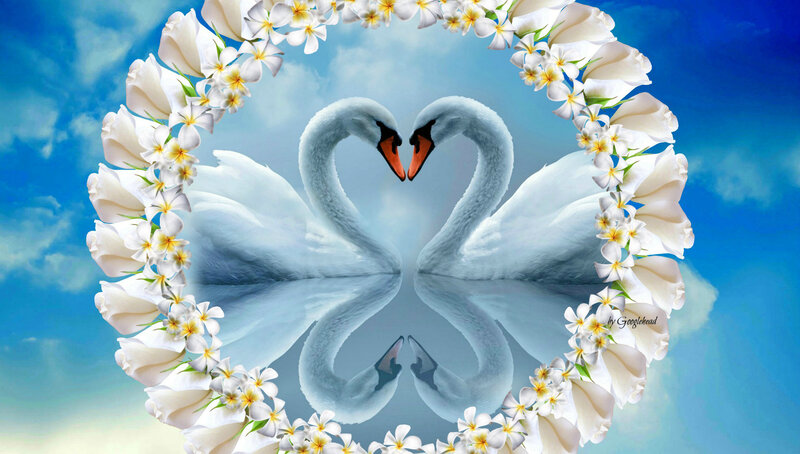 Two Swans Forming Heart — Blue, Serene, Afternoon