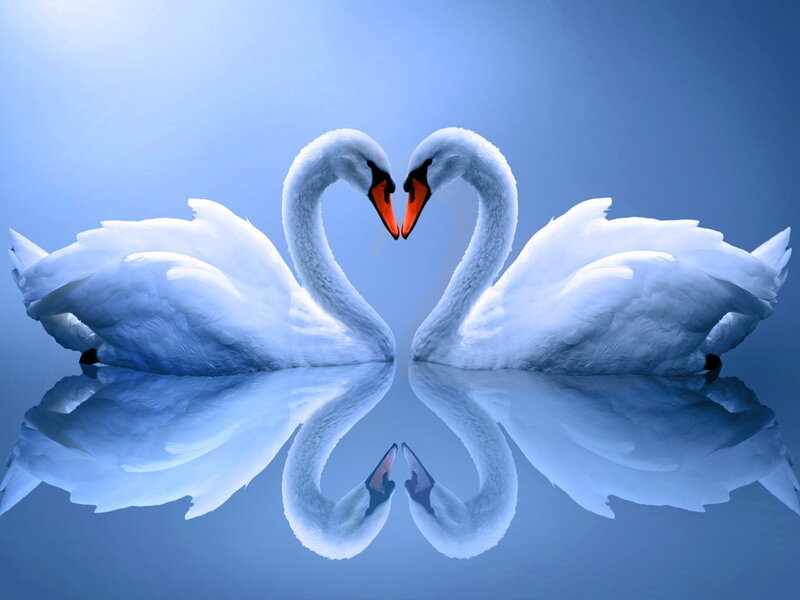 Two Swans Forming Heart — Blue, Serene, Photograph