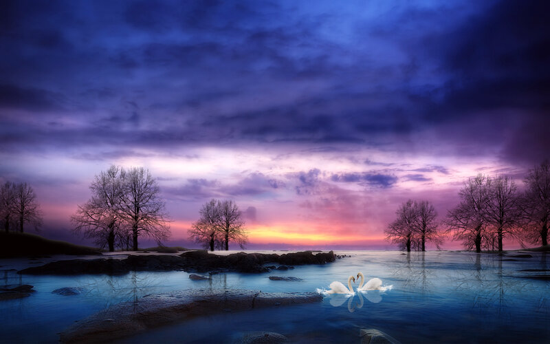 Two Swans Forming Heart — Blue, Serene