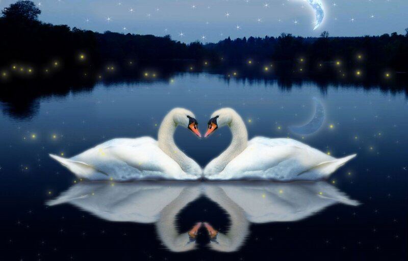 Two Swans Forming Heart — Blue