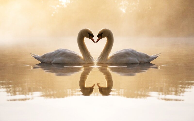 Two Swans Forming Heart — Gold, Serene, Sunrise