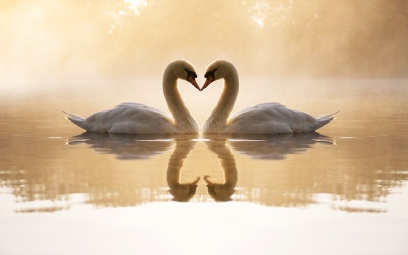 Two Swans Forming Heart — Gold