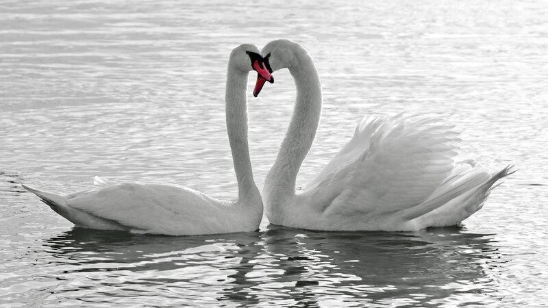 Two Swans Forming Heart — Heart Shape