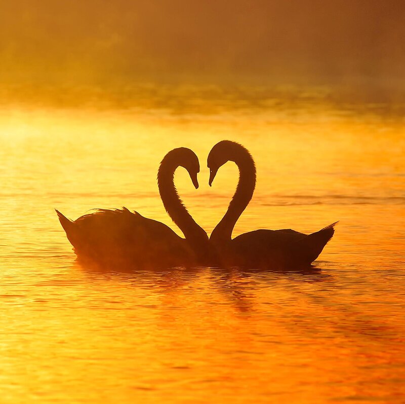 Two Swans Forming Heart — Orange, Serene, Sunset, Photograph