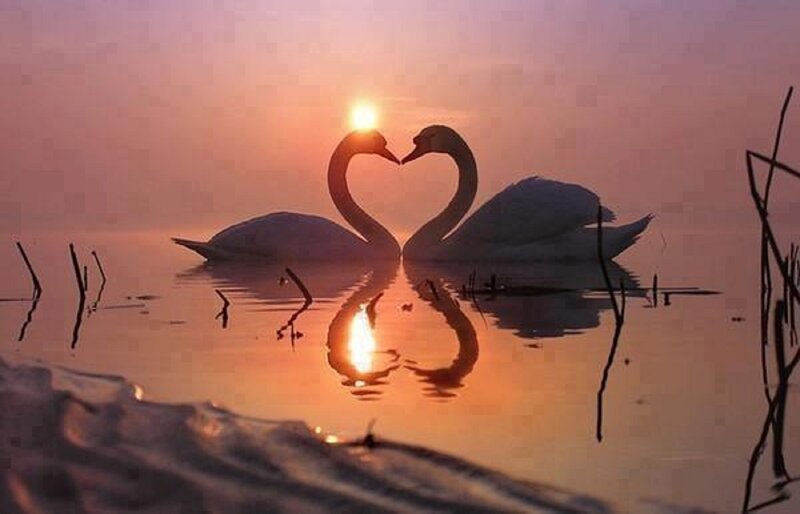 Two Swans Forming Heart — Orange, Serene, Sunset