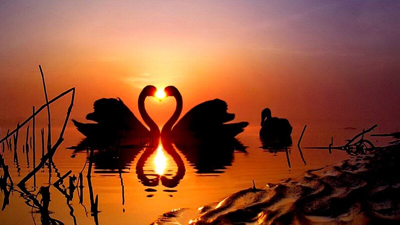 Two Swans Forming Heart — Orange, Serene