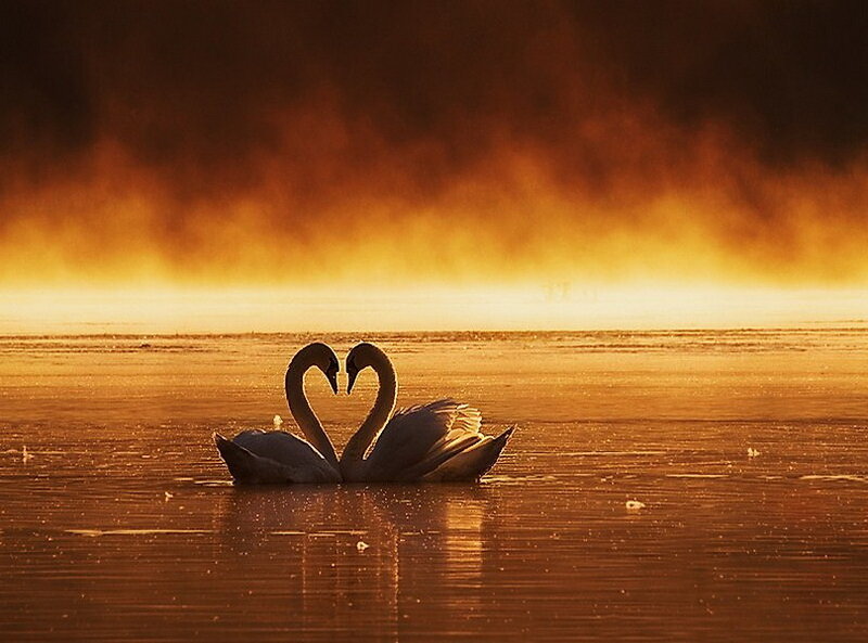 Two Swans Forming Heart — Orange