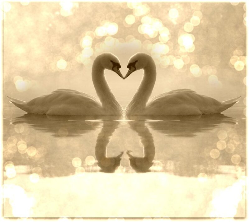 Two Swans Forming Heart — Sepia