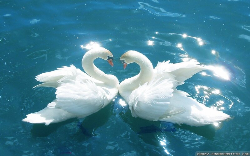 Two Swans Forming Heart — Sunlight