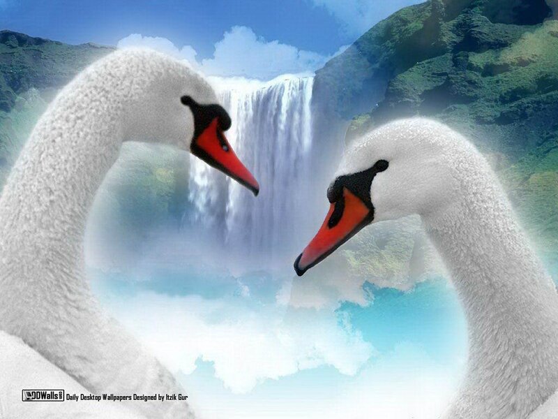 Two Swans Forming Heart