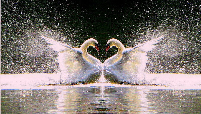 Two Swans Forming Heart — White, Dramatic, Night