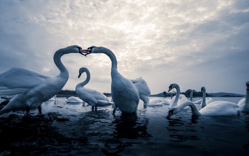 Two Swans Forming Heart — White, Dramatic, Sunset