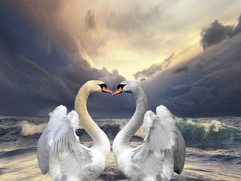 Two Swans Forming Heart — White, Dramatic