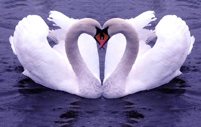 Two Swans Forming Heart — White, Purple