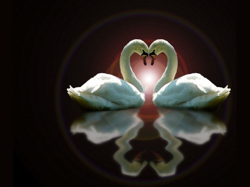 Two Swans Forming Heart — White, Romantic, Digital Art, Heart Shape, Reflection