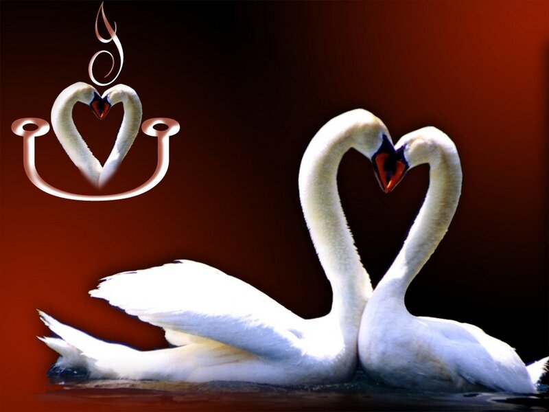 Two Swans Forming Heart — White, Romantic, Digital Art, Heart Shape