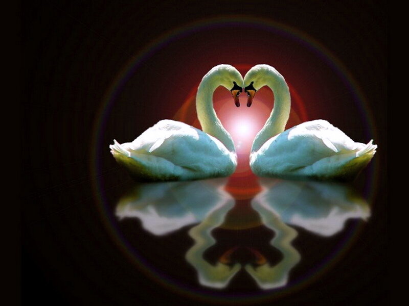 Two Swans Forming Heart — White, Romantic, Digital Art