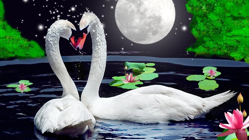 Two Swans Forming Heart — White, Romantic