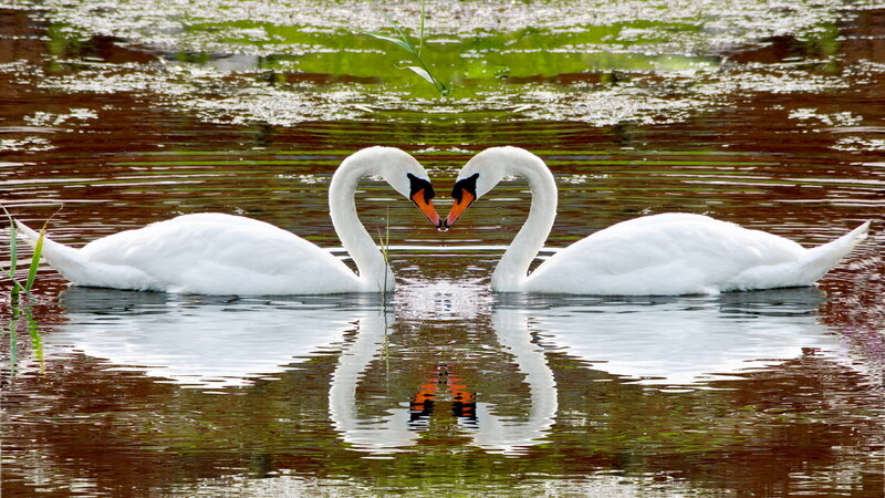 Two Swans Forming Heart — White, Serene, Afternoon, Photograph, Pond