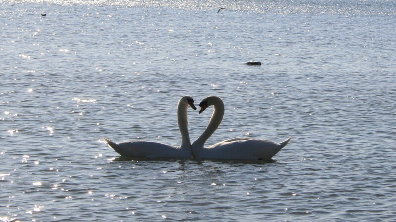 Two Swans Forming Heart — White, Serene, Afternoon, Photograph, Water, Birds