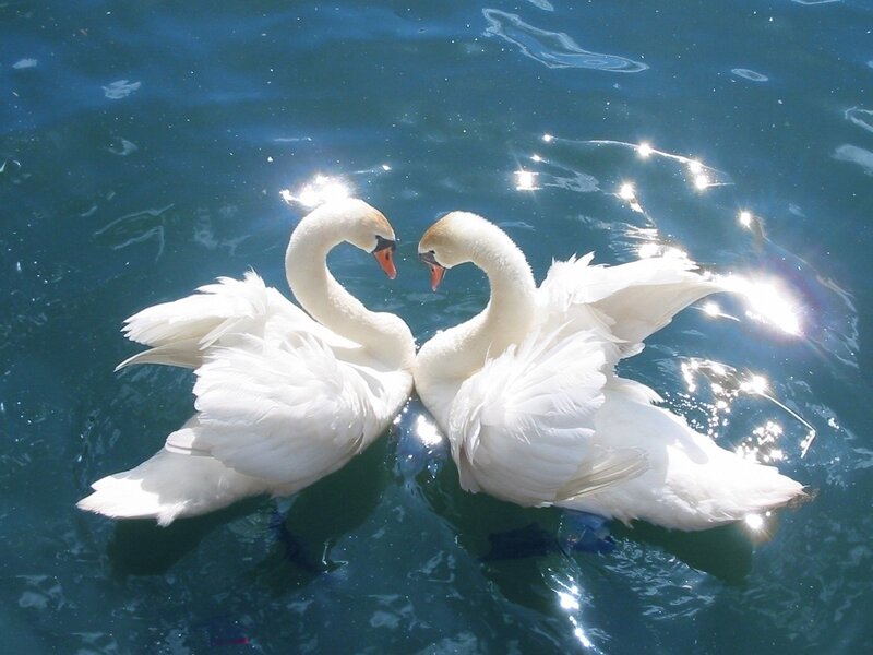 Two Swans Forming Heart — White, Serene, Afternoon, Photograph, Water, Sunlight, Blue