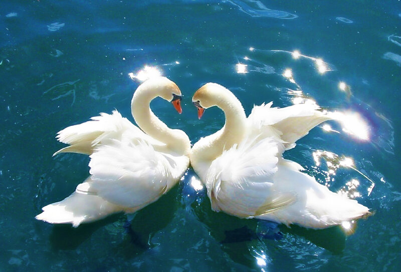 Two Swans Forming Heart — White, Serene, Afternoon, Photograph, Water, Sunlight