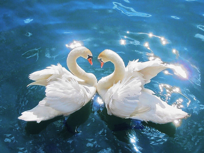 Two Swans Forming Heart — White, Serene, Afternoon