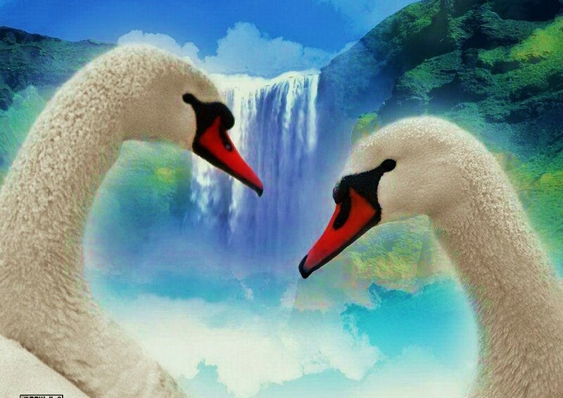 Two Swans Forming Heart — White, Serene, Digital Art