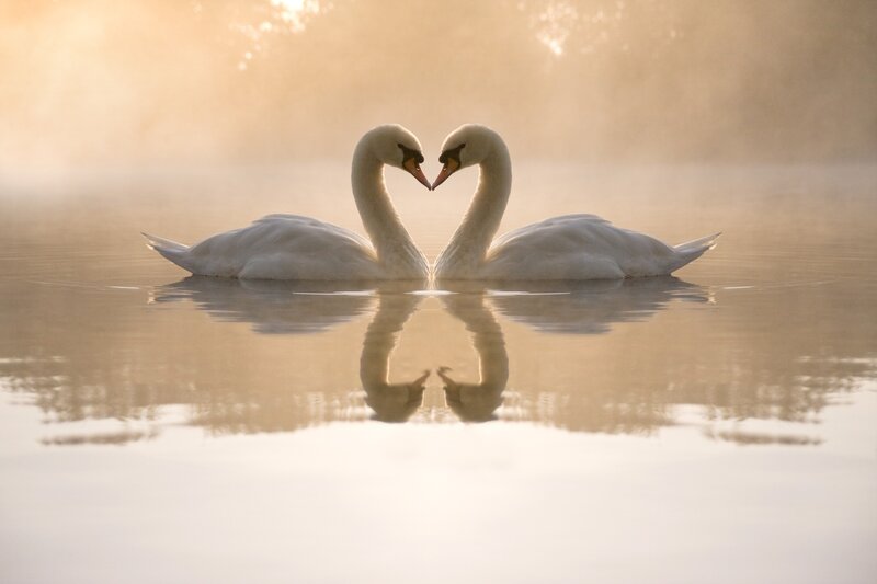Two Swans Forming Heart — White, Serene, Morning, Photograph, Water, Reflection, Mist, Gold