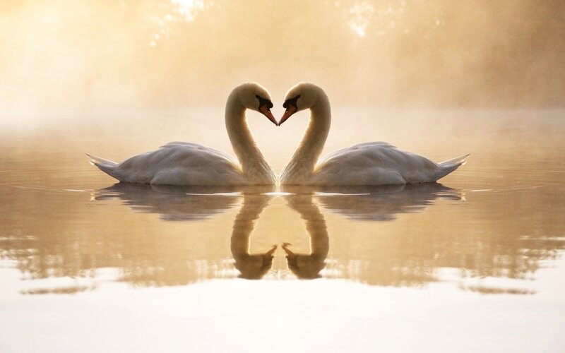 Two Swans Forming Heart — White, Serene, Morning, Photograph, Water, Reflection, Sunlight, Gold