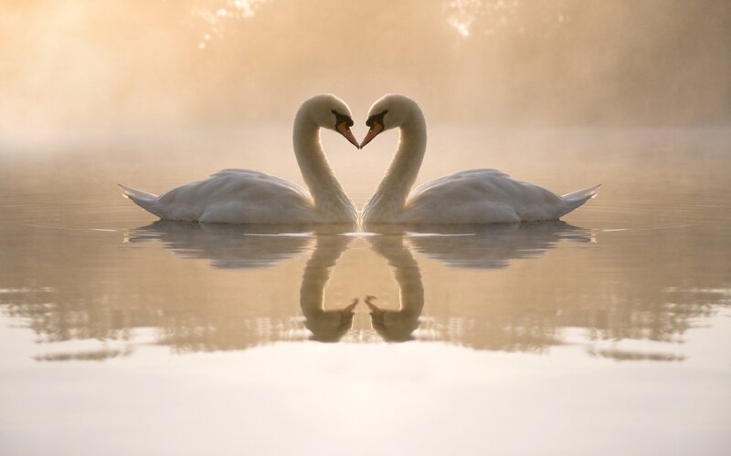Two Swans Forming Heart — White, Serene, Morning, Photograph, Water, Reflection