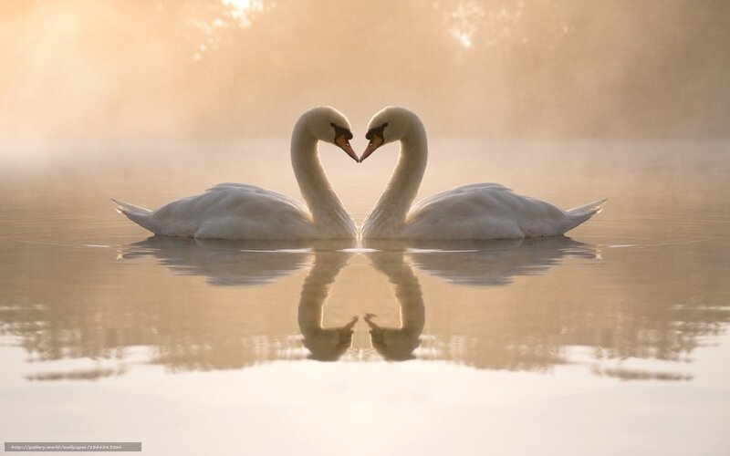 Two Swans Forming Heart — White, Serene, Morning, Photograph, Water