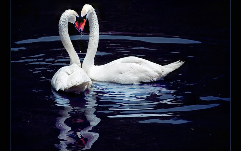 Two Swans Forming Heart — White, Serene, Night, Photograph