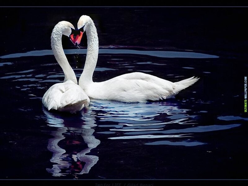 Two Swans Forming Heart — White, Serene, Night