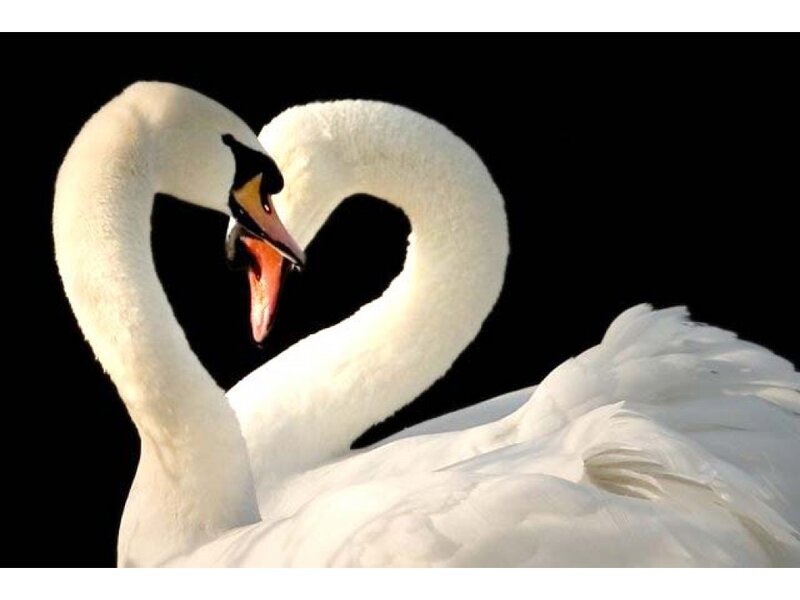 Two Swans Forming Heart — White, Serene, Photograph, Heart Shape, Black Background