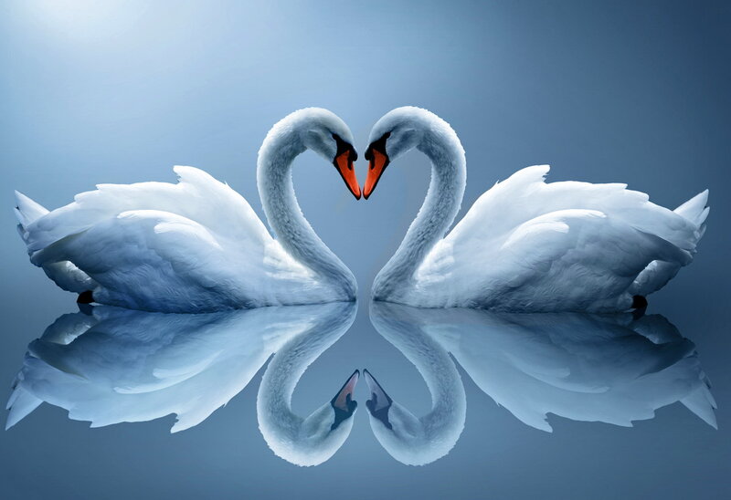 Two Swans Forming Heart — White, Serene, Photograph, Heart Shape, Reflection