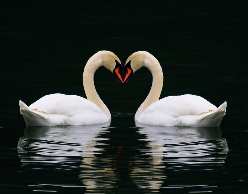 Two Swans Forming Heart — White, Serene, Photograph, Heart Shape, Water, Reflection