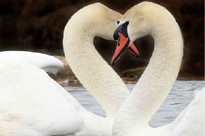 Two Swans Forming Heart — White, Serene, Photograph, Heart Shape, Water
